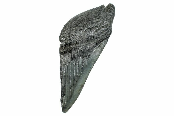 Partial Fossil Megalodon Tooth - South Carolina #277433